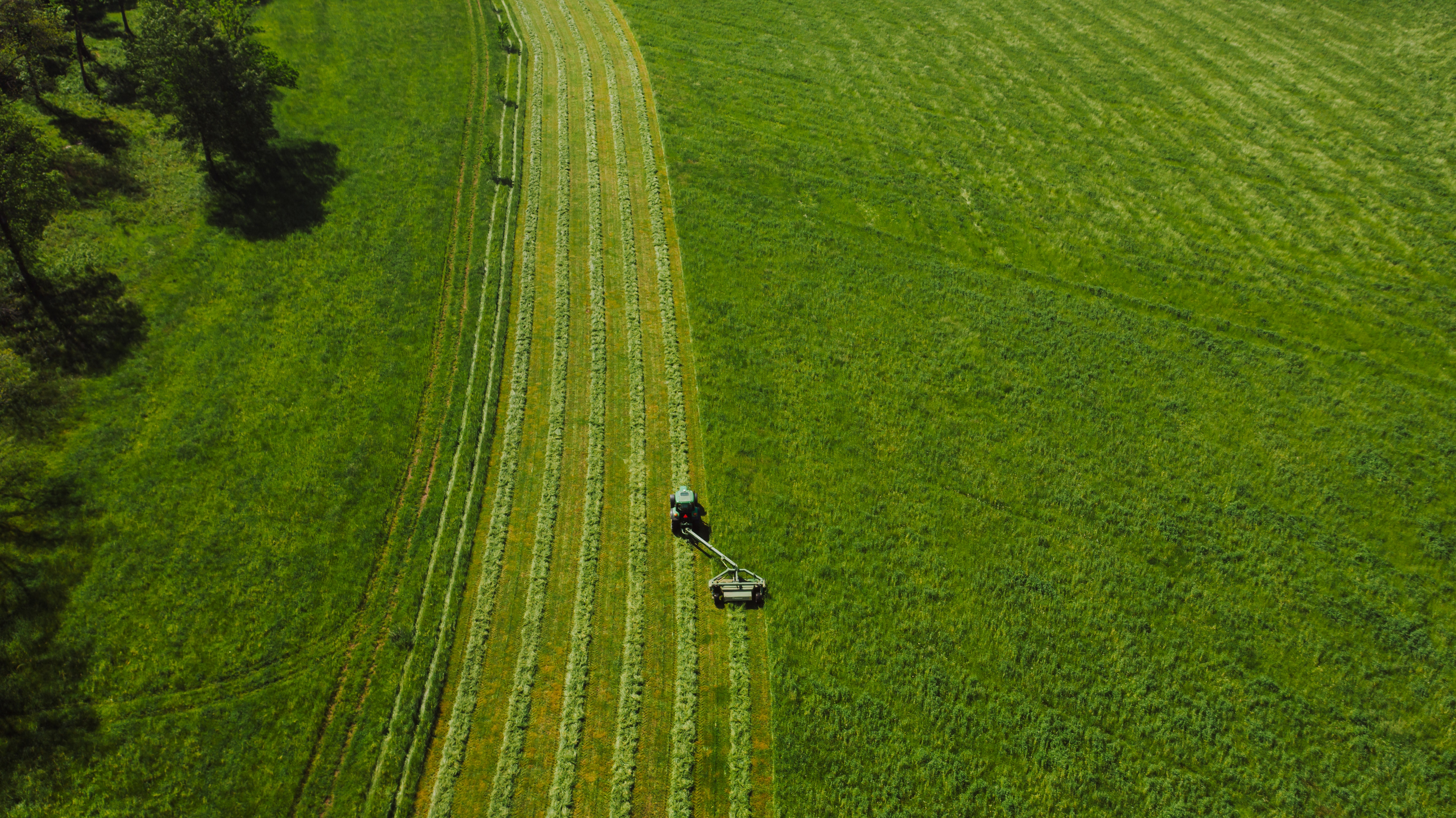 green wheat field